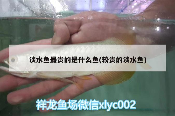 淡水魚最貴的是什么魚(較貴的淡水魚)