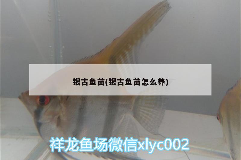 銀古魚苗(銀古魚苗怎么養(yǎng))