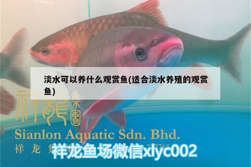 淡水可以養(yǎng)什么觀賞魚(適合淡水養(yǎng)殖的觀賞魚)