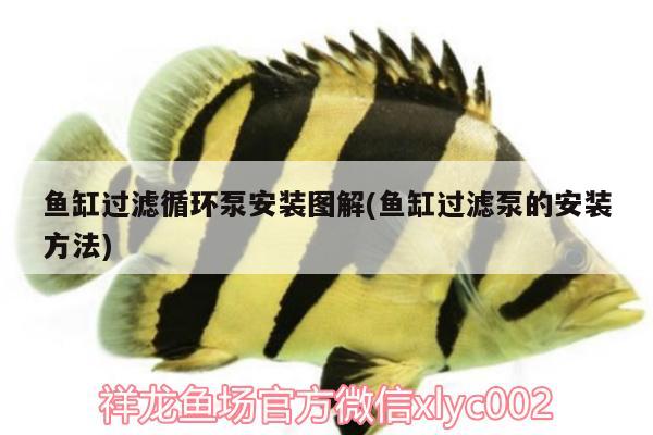 魚缸過濾循環(huán)泵安裝圖解(魚缸過濾泵的安裝方法) 大白鯊魚