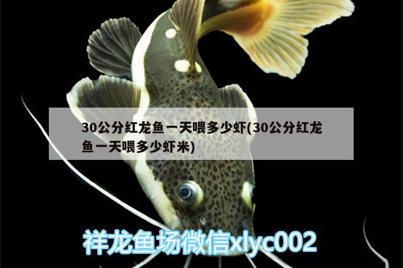 30公分紅龍魚一天喂多少蝦(30公分紅龍魚一天喂多少蝦米) 魚缸百科