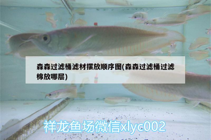 森森過濾桶濾材擺放順序圖(森森過濾桶過濾棉放哪層) 球鯊魚