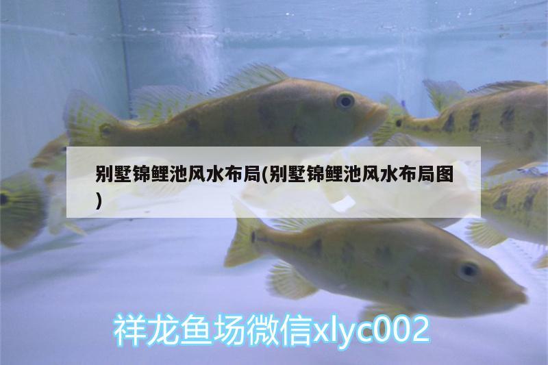 別墅錦鯉池風水布局(別墅錦鯉池風水布局圖) 魚缸風水 第2張