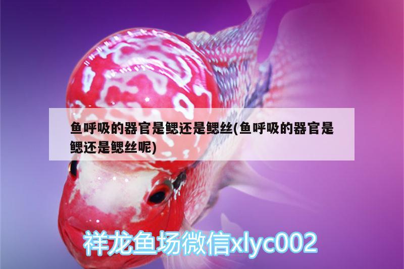 魚呼吸的器官是鰓還是鰓絲(魚呼吸的器官是鰓還是鰓絲呢) 廣州水族器材濾材批發(fā)市場