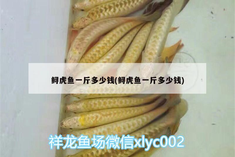 鱘虎魚一斤多少錢(鱘虎魚一斤多少錢) 虎魚百科