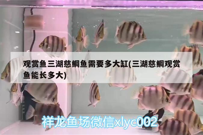 觀賞魚三湖慈鯛魚需要多大缸(三湖慈鯛觀賞魚能長多大)