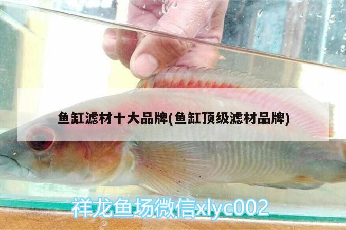 魚(yú)缸濾材十大品牌(魚(yú)缸頂級(jí)濾材品牌) 夢(mèng)幻雷龍魚(yú)