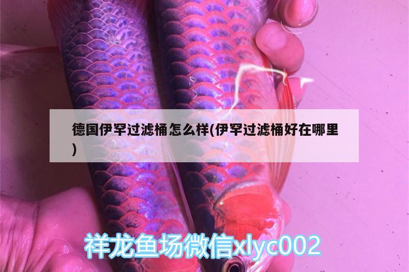 德國伊罕過濾桶怎么樣(伊罕過濾桶好在哪里) 伊罕水族