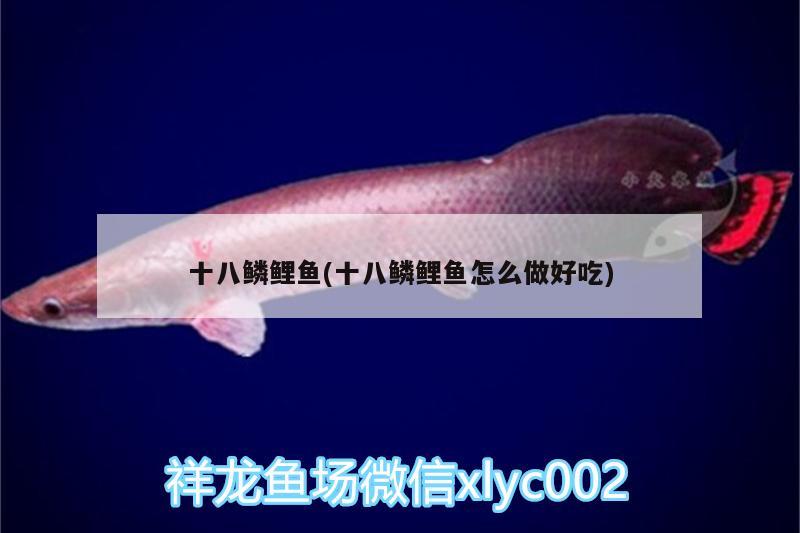 十八鱗鯉魚(十八鱗鯉魚怎么做好吃)