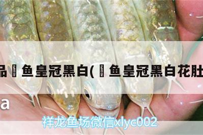 極品魟魚皇冠黑白(魟魚皇冠黑白花肚皮) 南美異型魚