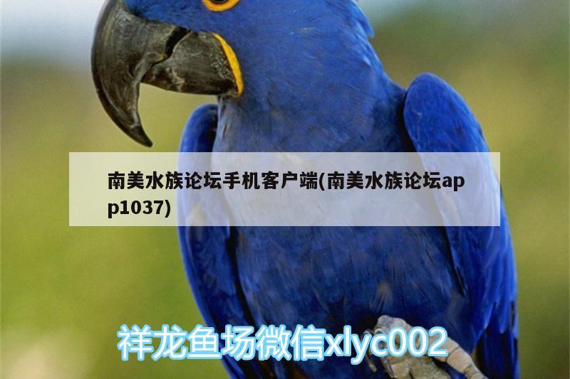 南美水族論壇手機客戶端(南美水族論壇app1037)