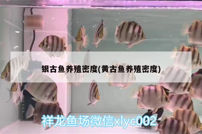 銀古魚養(yǎng)殖密度(黃古魚養(yǎng)殖密度) 觀賞魚水族批發(fā)市場(chǎng) 第1張