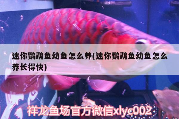 迷你鸚鵡魚(yú)幼魚(yú)怎么養(yǎng)(迷你鸚鵡魚(yú)幼魚(yú)怎么養(yǎng)長(zhǎng)得快) 鸚鵡魚(yú)