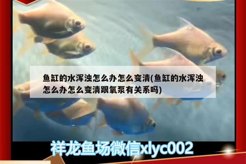 魚缸的水渾濁怎么辦怎么變清(魚缸的水渾濁怎么辦怎么變清跟氧泵有關系嗎) 委內瑞拉奧里諾三間魚苗 第2張