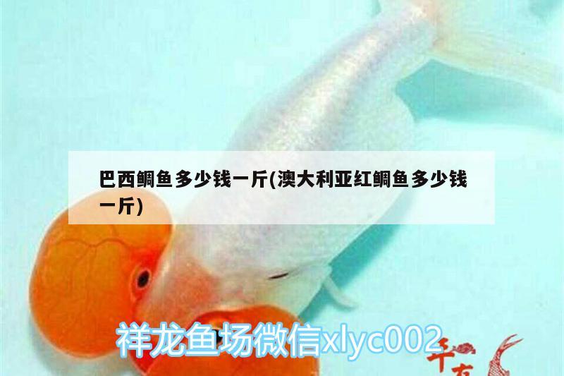 巴西鯛魚多少錢一斤(澳大利亞紅鯛魚多少錢一斤)