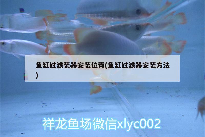 魚缸過濾裝器安裝位置(魚缸過濾器安裝方法) 黃金招財貓魚