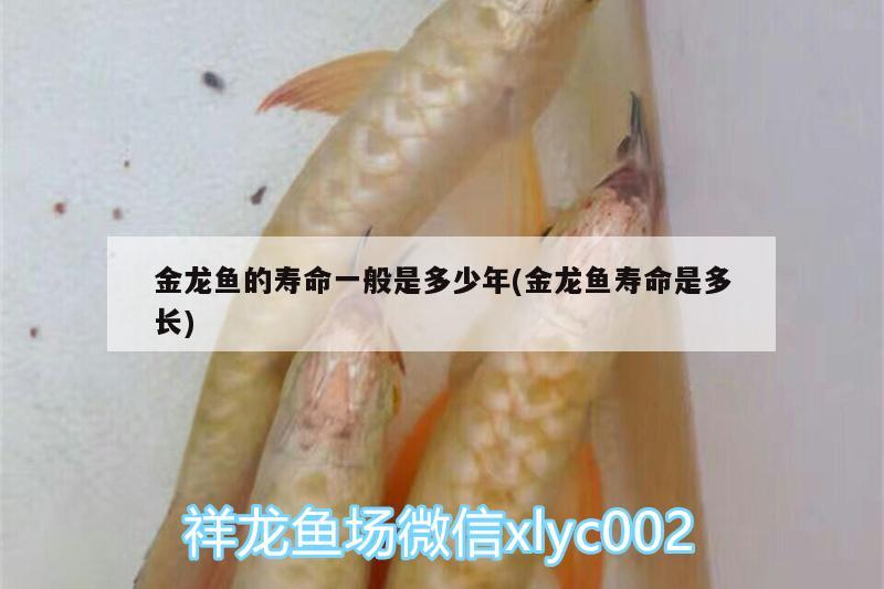 金龍魚的壽命一般是多少年(金龍魚壽命是多長)