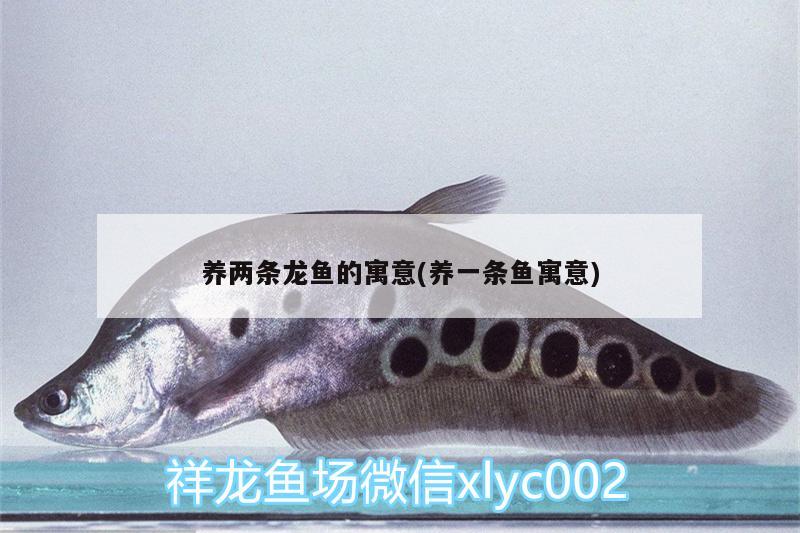 養(yǎng)兩條龍魚的寓意(養(yǎng)一條魚寓意) 金龍魚百科