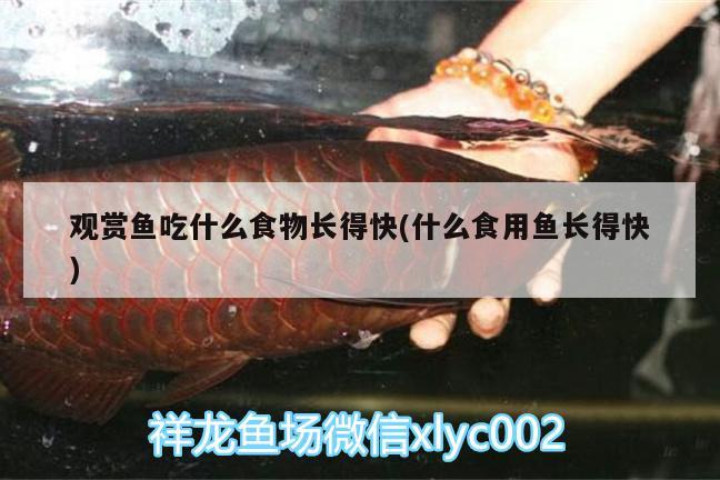 觀賞魚吃什么食物長得快(什么食用魚長得快)