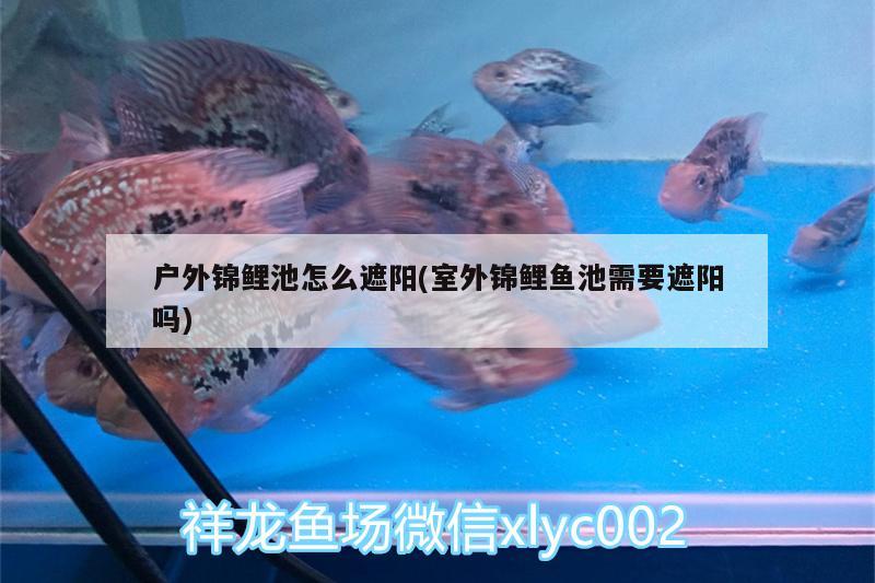 戶外錦鯉池怎么遮陽(室外錦鯉魚池需要遮陽嗎) 魟魚百科