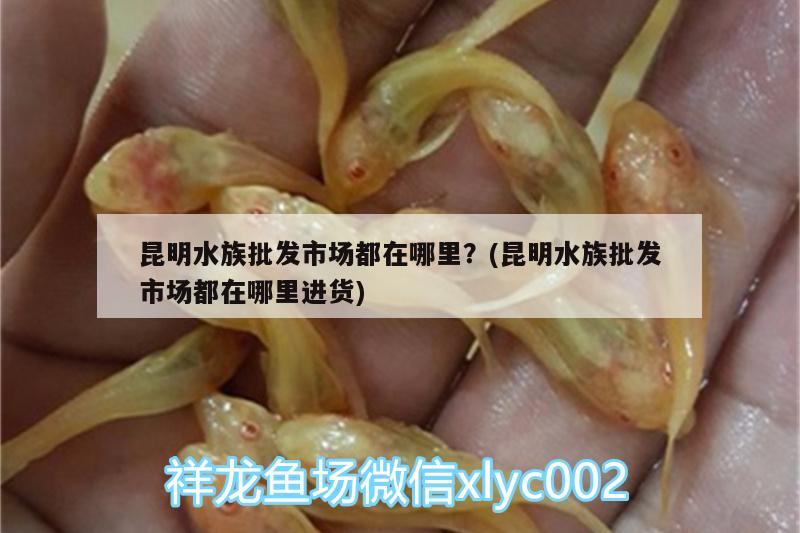 昆明水族批發(fā)市場都在哪里？(昆明水族批發(fā)市場都在哪里進貨)