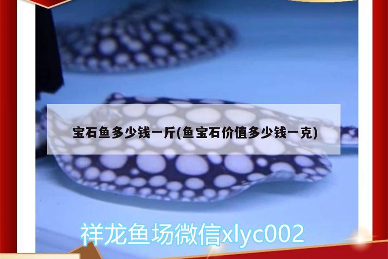 寶石魚多少錢一斤(魚寶石價(jià)值多少錢一克) 成吉思汗鯊（球鯊）魚