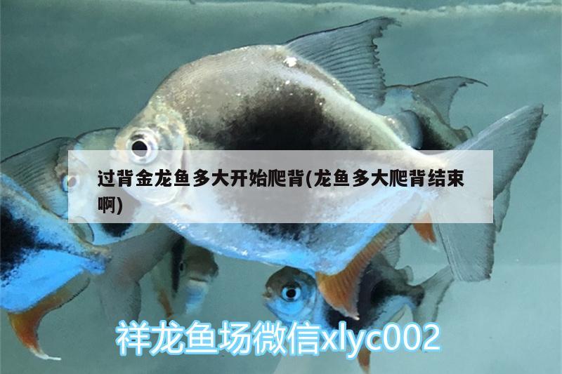 過背金龍魚多大開始爬背(龍魚多大爬背結(jié)束啊)