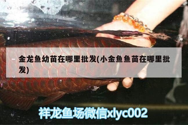 金龍魚(yú)幼苗在哪里批發(fā)(小金魚(yú)魚(yú)苗在哪里批發(fā))