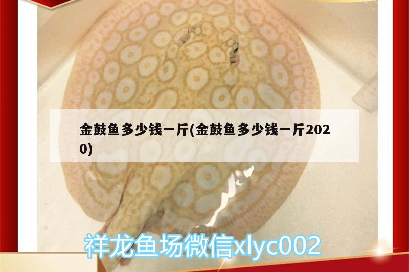 金鼓魚多少錢一斤(金鼓魚多少錢一斤2020) 翡翠鳳凰魚