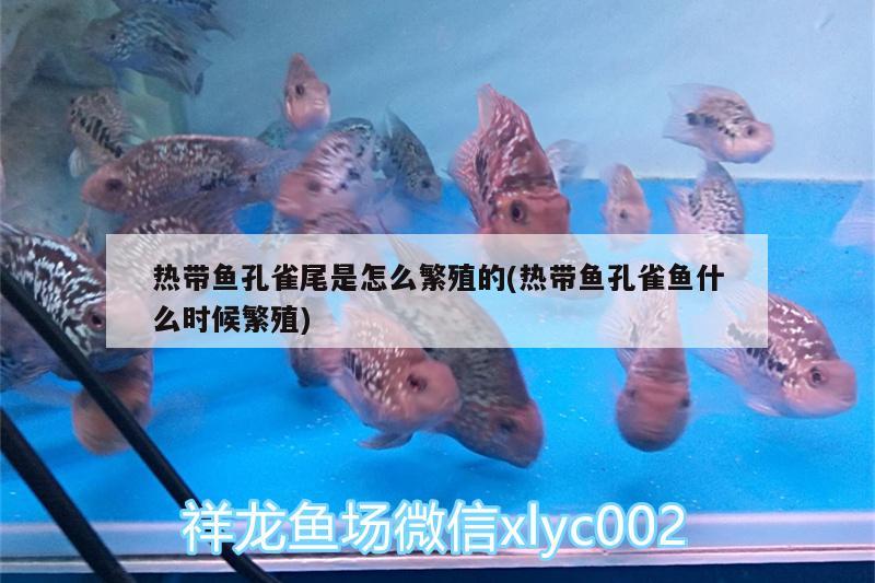 熱帶魚(yú)孔雀尾是怎么繁殖的(熱帶魚(yú)孔雀魚(yú)什么時(shí)候繁殖) 南美異形觀賞魚(yú)