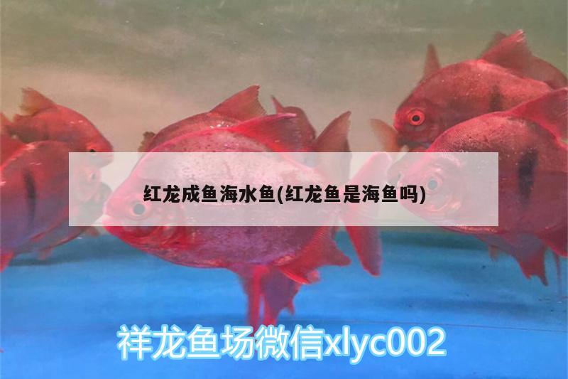 紅龍成魚海水魚(紅龍魚是海魚嗎) 海水魚