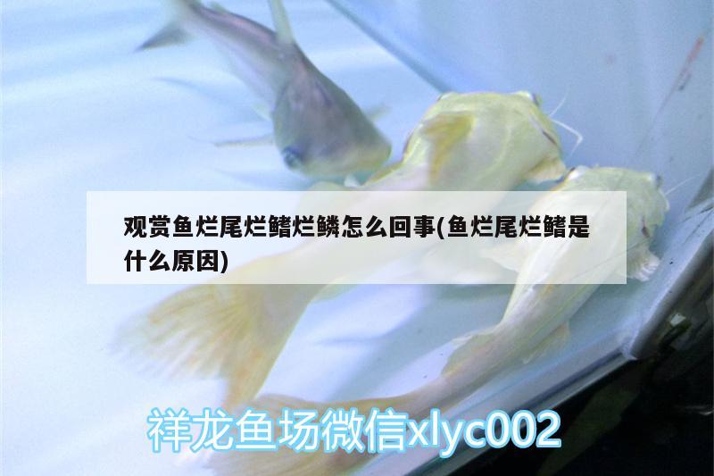 觀賞魚爛尾爛鰭爛鱗怎么回事(魚爛尾爛鰭是什么原因) 虎紋銀版魚