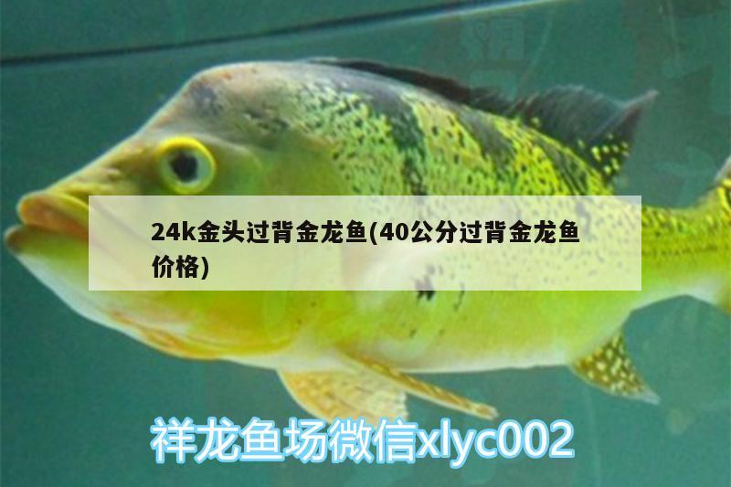 24k金頭過背金龍魚(40公分過背金龍魚價格) 過背金龍魚