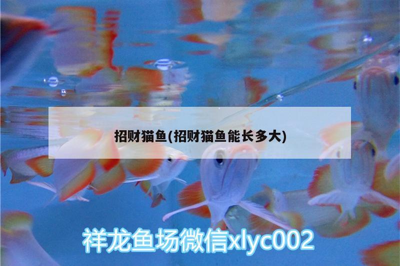 招財貓魚(招財貓魚能長多大) 祥龍龍魚專用水族燈 第2張