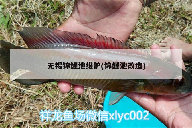 無錫錦鯉池維護(hù)(錦鯉池改造) 金龍魚百科