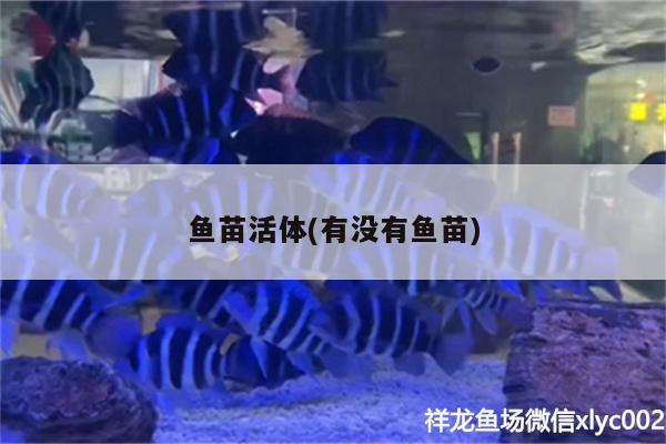 魚(yú)苗活體(有沒(méi)有魚(yú)苗) 黑白雙星魚(yú)