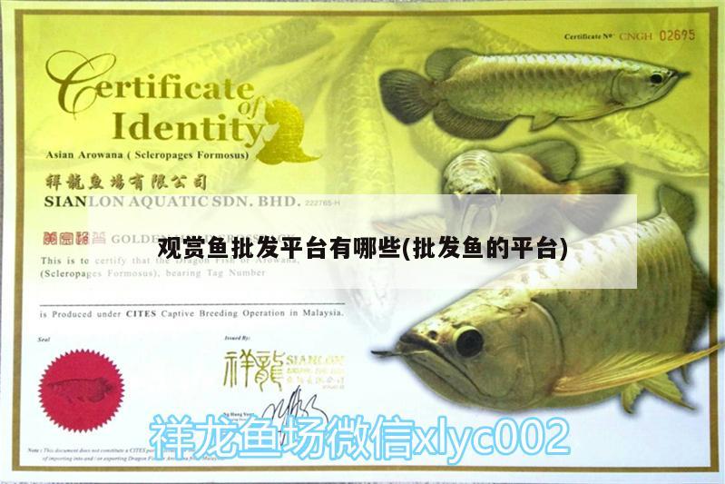 觀賞魚批發(fā)平臺(tái)有哪些(批發(fā)魚的平臺(tái))