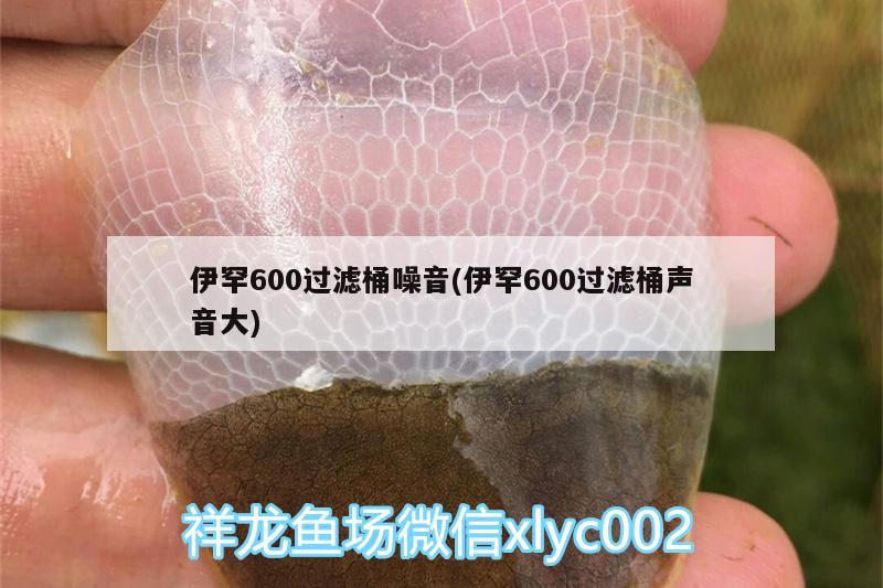 伊罕600過濾桶噪音(伊罕600過濾桶聲音大)