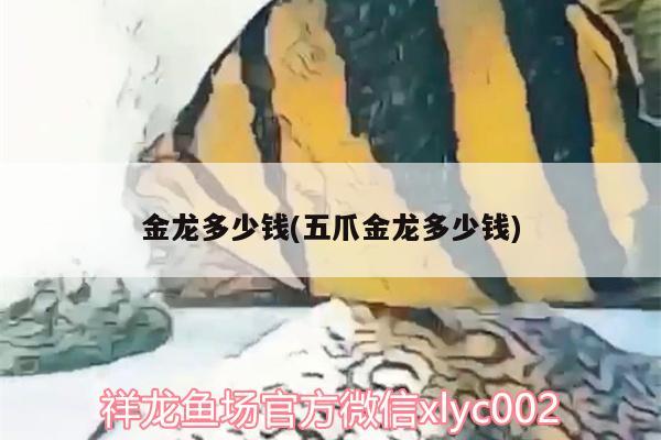 金龍多少錢(五爪金龍多少錢) 野彩魚