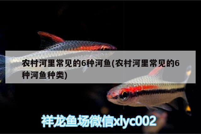 農(nóng)村河里常見(jiàn)的6種河魚(yú)(農(nóng)村河里常見(jiàn)的6種河魚(yú)種類(lèi))