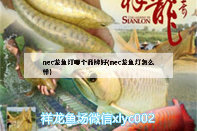 nec龍魚燈哪個品牌好(nec龍魚燈怎么樣) 泰龐海蓮魚