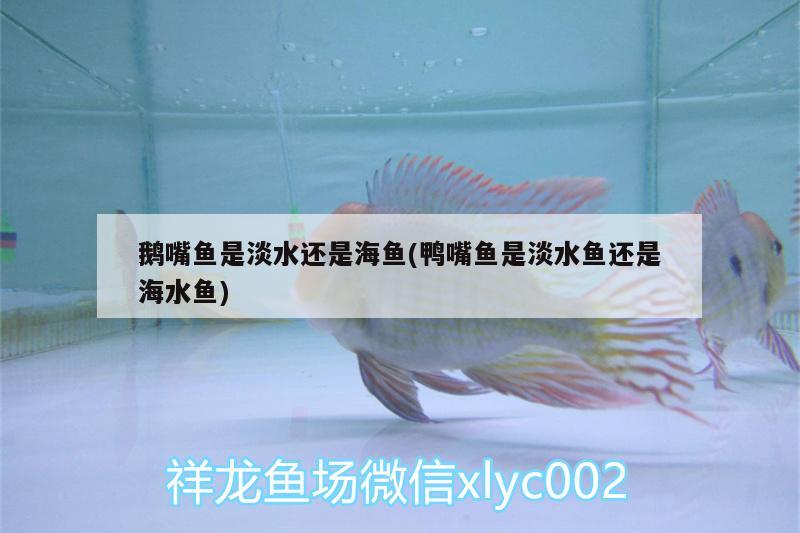 鵝嘴魚是淡水還是海魚(鴨嘴魚是淡水魚還是海水魚)