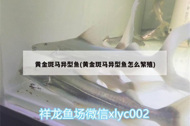 黃金斑馬異型魚(黃金斑馬異型魚怎么繁殖) 黃金斑馬魚