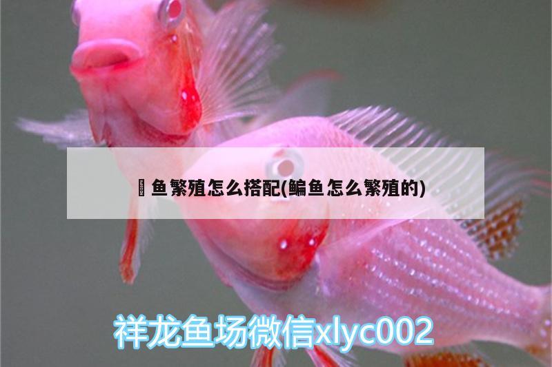 魟魚繁殖怎么搭配(鳊魚怎么繁殖的) 觀賞魚水族批發(fā)市場