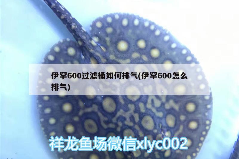 伊罕600過濾桶如何排氣(伊罕600怎么排氣)