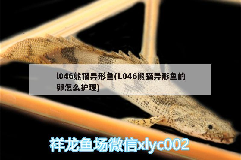 l046熊貓異形魚(yú)(L046熊貓異形魚(yú)的卵怎么護(hù)理)