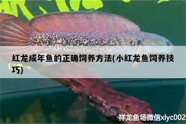 紅龍成年魚的正確飼養(yǎng)方法(小紅龍魚飼養(yǎng)技巧) 野生地圖魚