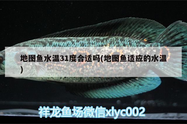 地圖魚水溫31度合適嗎(地圖魚適應(yīng)的水溫) 白子銀龍魚苗