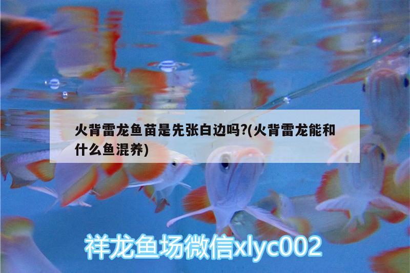 火背雷龍魚苗是先張白邊嗎?(火背雷龍能和什么魚混養(yǎng)) 龍魚專用燈