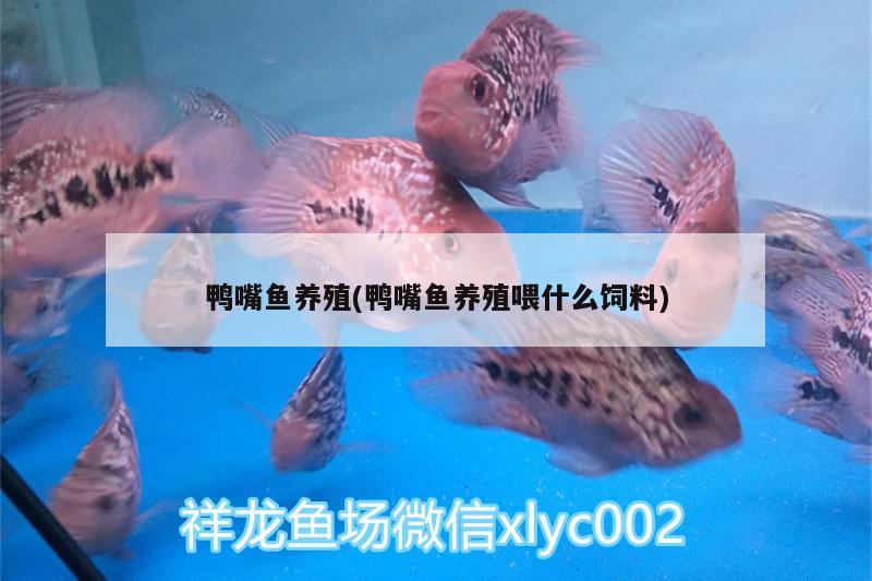 鴨嘴魚養(yǎng)殖(鴨嘴魚養(yǎng)殖喂什么飼料)